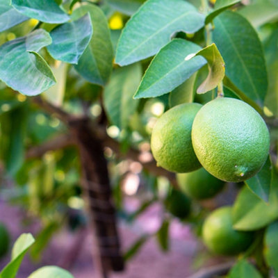 Thompson & Morgan Citrus & Fig Tree Collection Orange Calamondin Lemon Lime Green Fig - 4 X 9Cm Pots & 4 Grey Planters - image 1