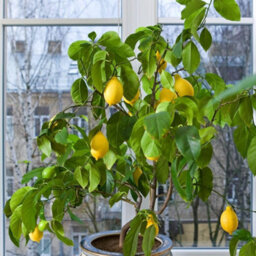 Thompson & Morgan Citrus & Fig Tree Collection Orange Calamondin Lemon Lime Green Fig - 4 X 9Cm Pots & 4 Grey Planters - thumbnail 3