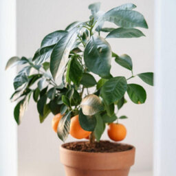 Thompson & Morgan Citrus & Fig Tree Collection Orange Calamondin Lemon Lime Green Fig - 4 X 9Cm Pots & 4 Grey Planters - thumbnail 2