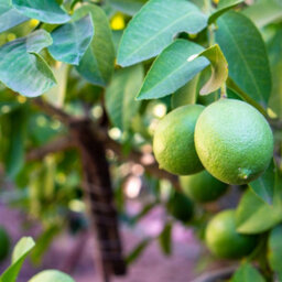 Thompson & Morgan Citrus & Fig Tree Collection Orange Calamondin Lemon Lime Green Fig - 4 X 9Cm Pots & 4 Grey Planters - thumbnail 1