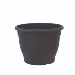 Thompson & Morgan Citrus & Fig Tree Collection Orange Calamondin Lemon Lime Green Fig - 4 X 9Cm Pots & 4 Grey Planters - thumbnail 5