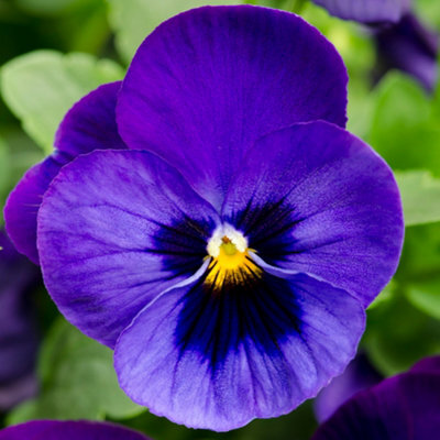 Gardeners Dream Pansy Blue Botch Bedding Plants - Distinctive Blue ...