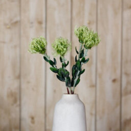 Wyld Haus Set Of 3 Green Pincushion Protea Artificial Flowers 610mm Tall Stems - thumbnail 4