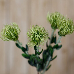 Wyld Haus Set Of 3 Green Pincushion Protea Artificial Flowers 610mm Tall Stems - thumbnail 5