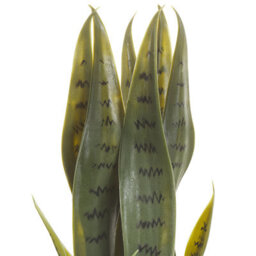 Wyld and Coco 40Cm Artificial Snake Plant In Black Cement Pot - Lifelike Green Foliage For Desks And Shelves - thumbnail 3