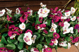 Best Artificial 30Cm Red Pansy Plug Plant - Pot Not Included - thumbnail 7