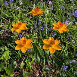 Garden Selections Cast Iron Daffodil Bird Feeder Flower Dish (Set Of 3) - thumbnail 4