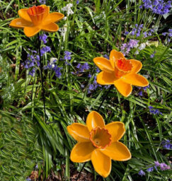 Garden Selections Cast Iron Daffodil Bird Feeder Flower Dish (Set Of 3) - thumbnail 1