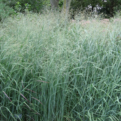 Gardeners Dream Panicum Heavy Metal Garden Plant - Metallic Blue Foliage, Compact Size (20-30Cm Height Including Pot) - image 1