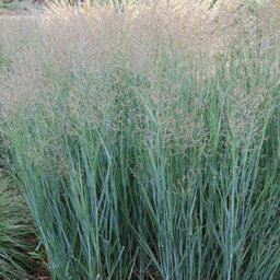 Gardeners Dream Panicum Heavy Metal Garden Plant - Metallic Blue Foliage, Compact Size (20-30Cm Height Including Pot) - thumbnail 3
