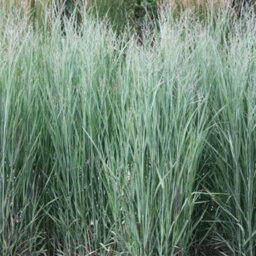 Gardeners Dream Panicum Heavy Metal Garden Plant - Metallic Blue Foliage, Compact Size (20-30Cm Height Including Pot) - thumbnail 4