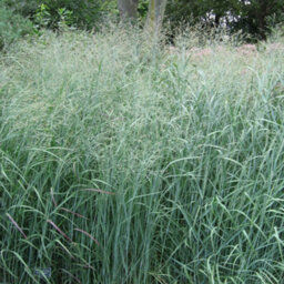 Gardeners Dream Panicum Heavy Metal Garden Plant - Metallic Blue Foliage, Compact Size (20-30Cm Height Including Pot) - thumbnail 1