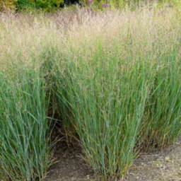 Gardeners Dream Panicum Heavy Metal Garden Plant - Metallic Blue Foliage, Compact Size (20-30Cm Height Including Pot) - thumbnail 2