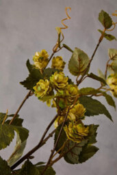 Orsina Elegant 88Cm Pale Lime Hops, Versatile Artificial Flower Foliage, Sustainable And Easily Maintained Hops - thumbnail 4