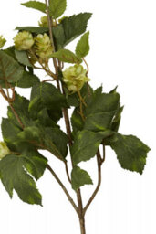 Orsina Elegant 88Cm Pale Lime Hops, Versatile Artificial Flower Foliage, Sustainable And Easily Maintained Hops - thumbnail 9