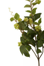 Orsina Elegant 88Cm Pale Lime Hops, Versatile Artificial Flower Foliage, Sustainable And Easily Maintained Hops - thumbnail 8