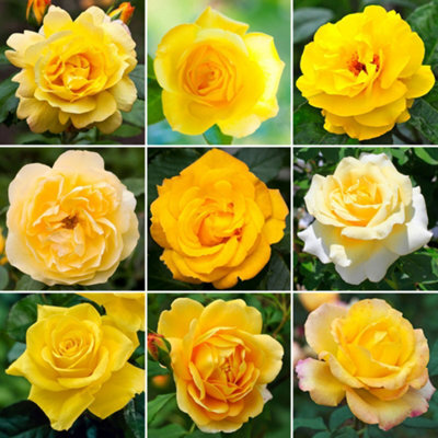Gardeners Dream Yellow Rose - Outdoor Plant, Stunning Colour, Ideal For Gardens, Compact Size - image 1