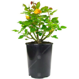 Gardeners Dream Yellow Rose - Outdoor Plant, Stunning Colour, Ideal For Gardens, Compact Size - thumbnail 2
