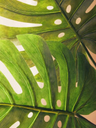 Orsina Monstera Palm Stem - 109Cm Green, Large Faux Leaf With Lifelike Texture And Bold Tropical Look, Adds Height - thumbnail 6
