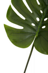 Orsina Monstera Palm Stem - 109Cm Green, Large Faux Leaf With Lifelike Texture And Bold Tropical Look, Adds Height - thumbnail 8