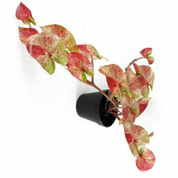 Leaf Artificial 35Cm Trailing Hanging Plant Realistic Pink Splash Caladium - thumbnail 1