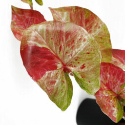 Leaf Artificial 35Cm Trailing Hanging Plant Realistic Pink Splash Caladium - thumbnail 2