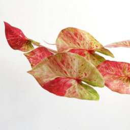Leaf Artificial 35Cm Trailing Hanging Plant Realistic Pink Splash Caladium - thumbnail 3
