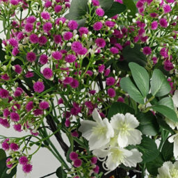 Leaf Pack Of 6 X 55Cm Gypsophila Pink Stem - thumbnail 6