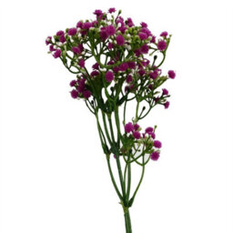 Leaf Pack Of 6 X 55Cm Gypsophila Pink Stem - thumbnail 7