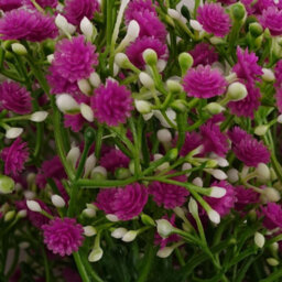 Leaf Pack Of 6 X 55Cm Gypsophila Pink Stem - thumbnail 2