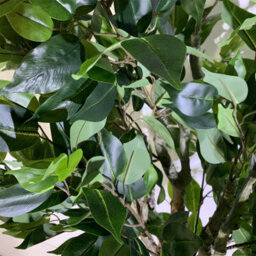 Artificial 100Cm Leaf Realistic Artificial Ficus Tree / Plant Bush Ficus Silver Curve Planter - thumbnail 4
