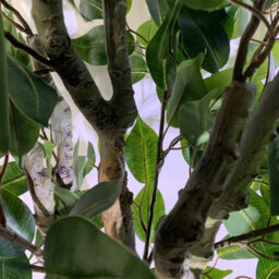 Artificial 100Cm Leaf Realistic Artificial Ficus Tree / Plant Bush Ficus Silver Curve Planter - thumbnail 5