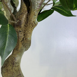 Artificial 100Cm Leaf Realistic Artificial Ficus Tree / Plant Bush Ficus Silver Curve Planter - thumbnail 3