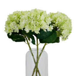 Oversized                  Green                  Hydrangea - thumbnail 5