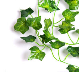 6 Best Artificial 7Ft - 210Cm Dark English Ivy Garland String Strand Twine Decoration - Il02 - thumbnail 5