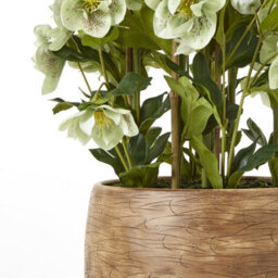 Wyld Haus Large Artificial Hellebore Plant In Taupe Ceramic Pot, 85 Cm - thumbnail 4
