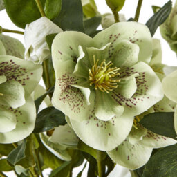 Wyld Haus Large Artificial Hellebore Plant In Taupe Ceramic Pot, 85 Cm - thumbnail 5