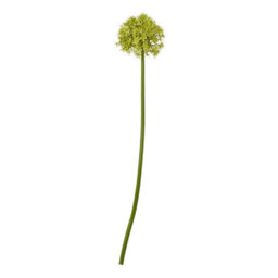 Hill Interiors Allium Stem Artificial Plant Green (90Cm) - thumbnail 3