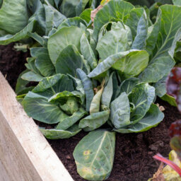 Forest Garden Caledonian Wooden Trough Raised Bed 45 X 180Cm - thumbnail 4