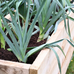 Forest Garden Caledonian Wooden Trough Raised Bed 45 X 180Cm - thumbnail 5