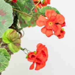 Primrose Large Artificial Geranium Flowers Rattan Hanging Basket Decoration Red 30Cm - thumbnail 6