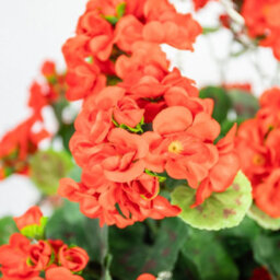 Primrose Large Artificial Geranium Flowers Rattan Hanging Basket Decoration Red 30Cm - thumbnail 4