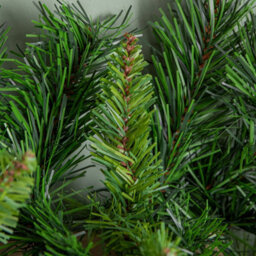 Samuel Alexander 2.7M (9Ft) Plain Green Kateson Fir Christmas Garland With 180 Tips - thumbnail 4