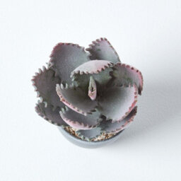 Homescapes Artificial Purple & Green Handcrafted Aloe Vera Succulent In Grey Pot, 21 Cm - thumbnail 3