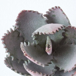 Homescapes Artificial Purple & Green Handcrafted Aloe Vera Succulent In Grey Pot, 21 Cm - thumbnail 5
