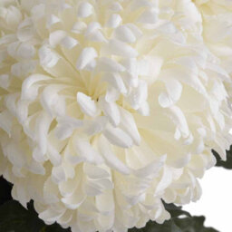 Hill Interiors Chrysanthemum White Faux Plant Large - thumbnail 6