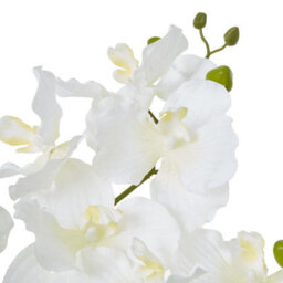 Wyld Haus White Vanda Orchid Artificial Plant In Glossy Ceramic Pot 68Cm - thumbnail 2