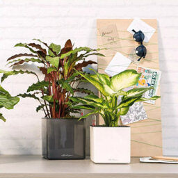 14Cm Square Planter, White High-Gloss Plastic Self-Watering Planter With Water Level Indicator Lechuza Cube Glossy Cat - thumbnail 9