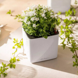 14Cm Square Planter, White High-Gloss Plastic Self-Watering Planter With Water Level Indicator Lechuza Cube Glossy Cat - thumbnail 8