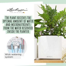 14Cm Square Planter, White High-Gloss Plastic Self-Watering Planter With Water Level Indicator Lechuza Cube Glossy Cat - thumbnail 3